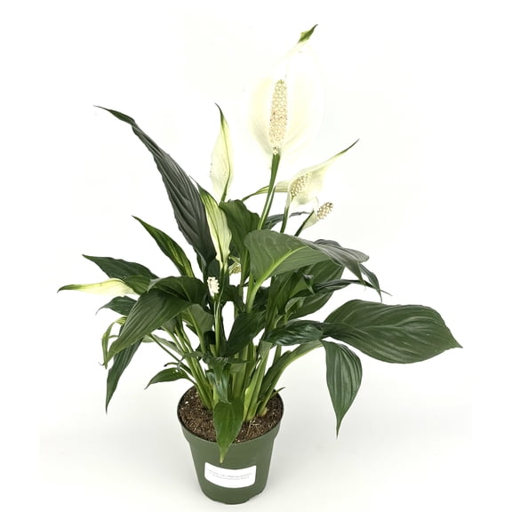 Peace Lily Spathiphyllum Air Purifying Houseplant