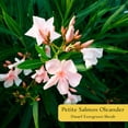 thumbnail image 2 of 12 Petite Salmon Dwarf Oleander – Evergreen Light Pink Flowering Shrub for Hedges, Borders & Containers (Nerium oleander ‘Petite Salmon’) in 2.5″ Cubes, Live Plants, 2 of 9