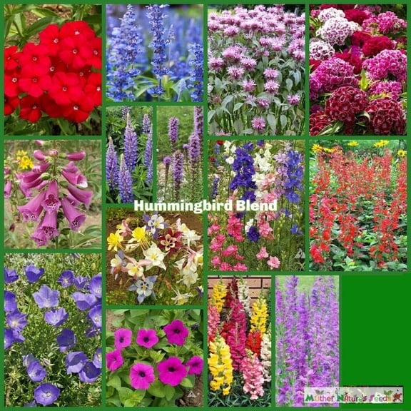 Wildflower Mix HUMMINGBIRD BLEND 1500 Seeds - Mother Nature's Seeds - Wildflower Seeds - Flower Seeds for Planting - Non-GMO
