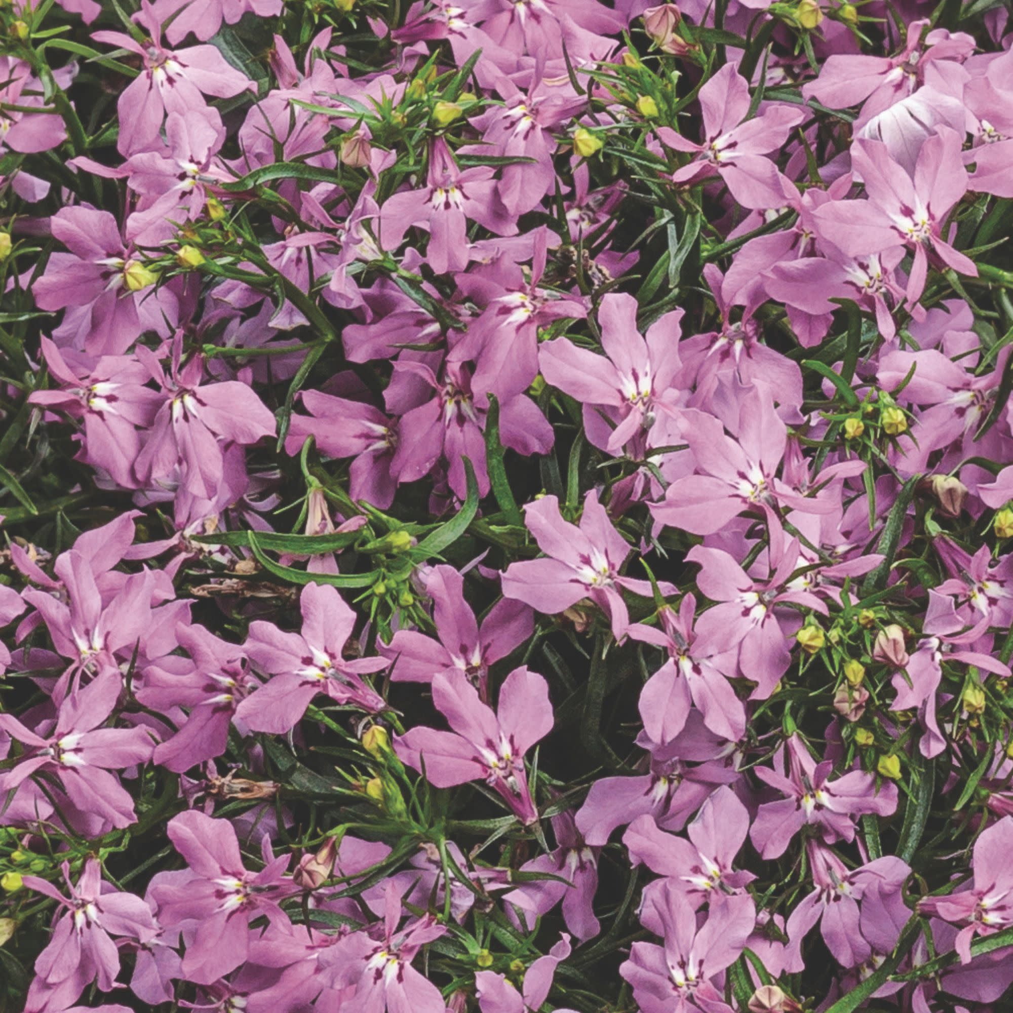 Proven Winners 4" Laguna Royale Pink Lobelia Live Plant in 4.25" Pot (4 Count)