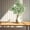 Light Green, variant on Dvkptbk Natural Dried Plant Inflorescence Color Absorpt Non Manual Center Piece Vase Decoration Easy to Organize Fake Branches Home Decor