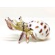 thumbnail image 4 of Sansukjai Figuras en miniatura de cangrejo ermitaño de concha marina, animales de playa, arte de vidrio soplado a mano, regalo coleccionable natural, decorar amarillo pastel, 4 of 5