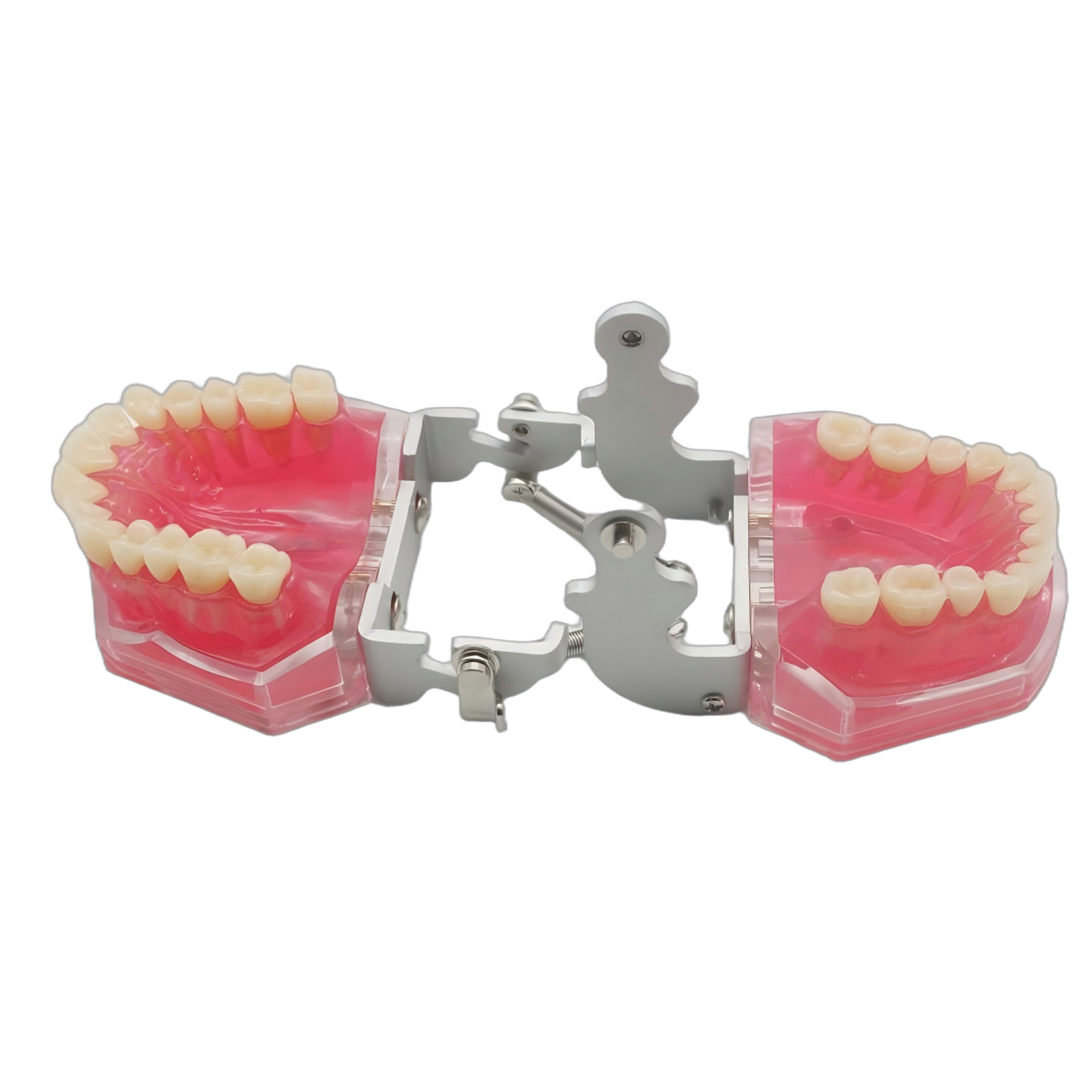 Dental Demonstration Tooth Extraction Model Standard Study Teaching All Removable Teeth