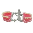 thumbnail image 6 of Dental Demonstration Tooth Extraction Model Standard Study Teaching All Removable Teeth, 6 of 6