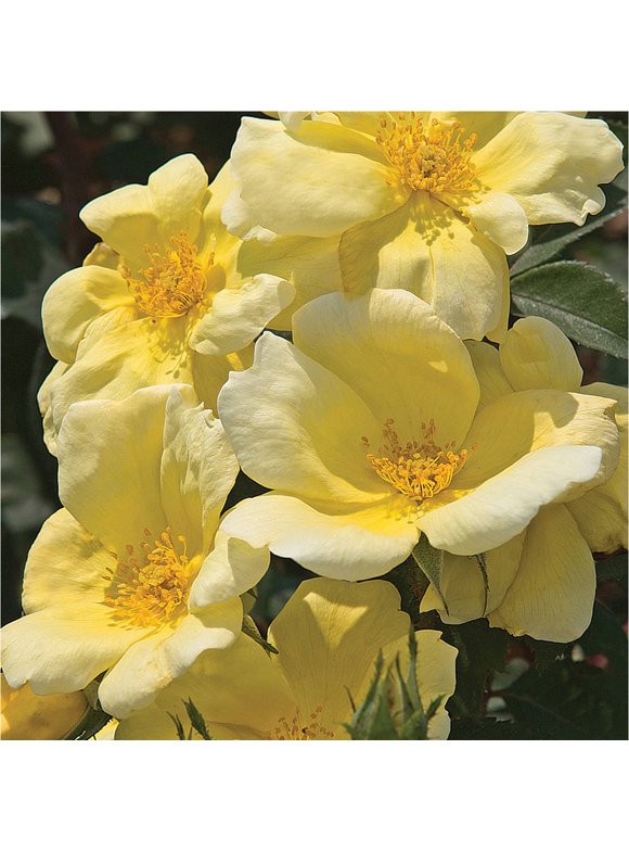 Rose Bushes in Garden Bushes