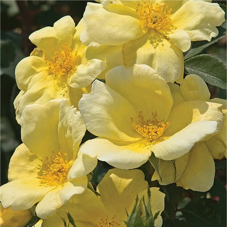Sunny Knock Out Rose, Fragrant Yellow Blooms, Live (Best Yellow Floribunda Rose)