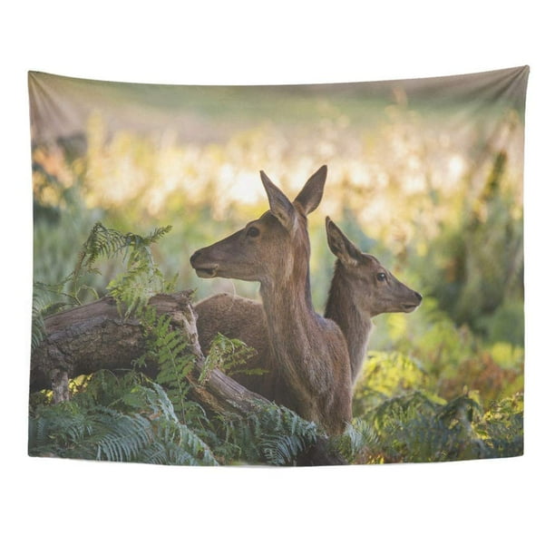 JSDART Family Group Herd Red Deer Stag Cervus Elaphus During Rut