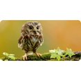 thumbnail image 1 of Assiette License pour Bébé Hibou, 1 of 1