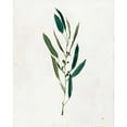 thumbnail image 3 of Purinton, Julia 12x14 Black Modern Framed Museum Art Print Titled - Botanical Study I Greenery, 3 of 5