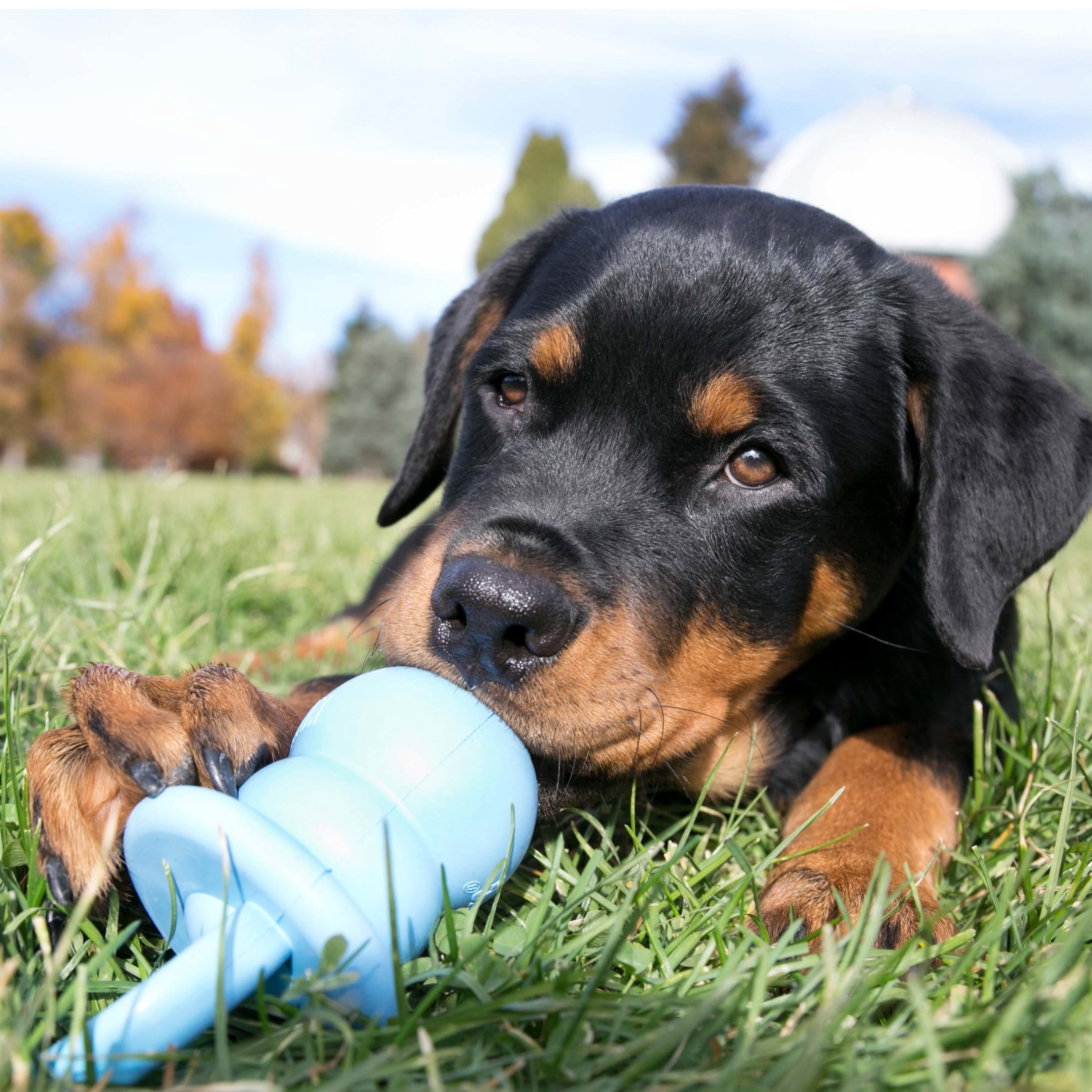 KONG Puppy Chewable 1-Piece Chew Toys, Blue M (1 Pack)