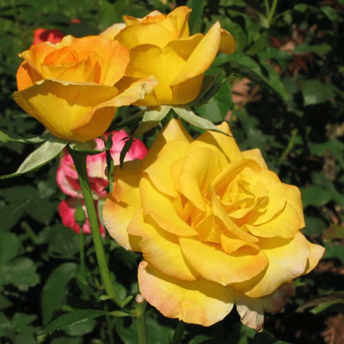 Gold Medal Rose Plant Live for Planting, Gold Rose Flowers Well Rooted Plant, 4-6 Inc Tall Indoor Outdoor