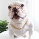 thumbnail image 4 of Collar para perro, Collar para cachorro, moda, collar de cadena dorada para perro Pitbull, Collar de Metal dorado fresco, 4 of 5