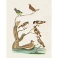 thumbnail image 2 of Vision Studio 12x14 White Modern Wood Framed Museum Art Print Titled - Antique Birds in Nature III, 2 of 4