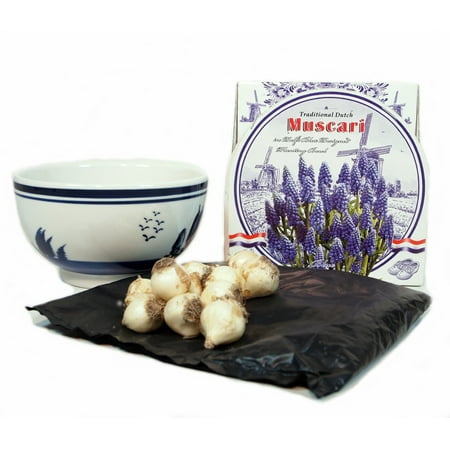 Delft Ceramic Bowl with Grape Hyacinth Bulbs Indoor Growing Kit - (Best Way To Grow Grapes)