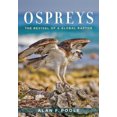 thumbnail image 2 of Ospreys: la Renaissance d'Un Rapace Mondial, 2 of 2