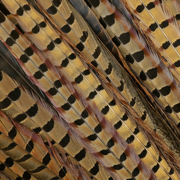 ZUCKER® 10 PC/PKG RINGNECK PHEASANT TAILS 18-20" - NATURAL