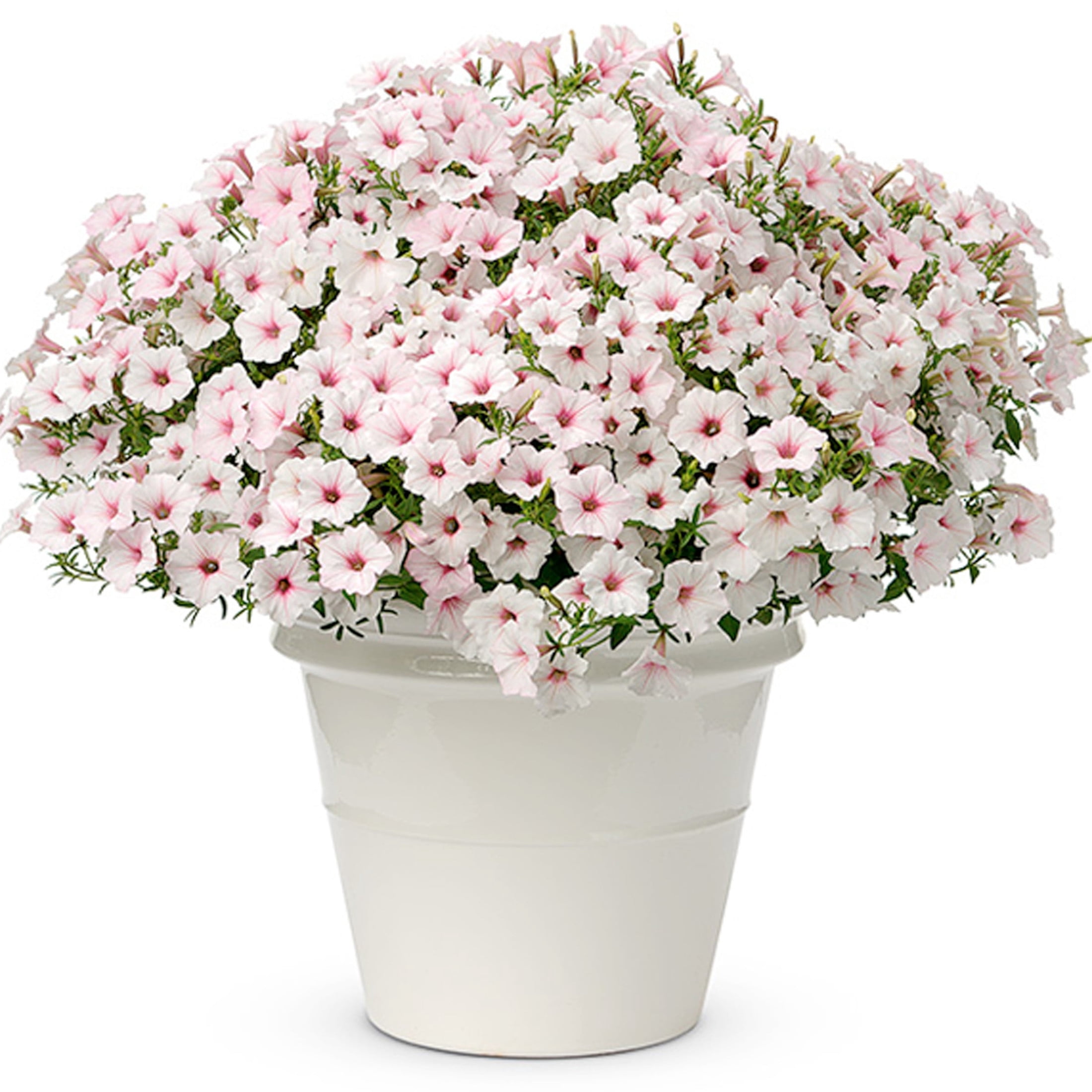 Proven Winners 4" White Supertunia Vista Silverberry Petunia Live Plant in 4.25" Pot (4 Count)