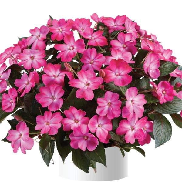 Sol Luna Electric Pink' New Guinea Impatiens  8" Pot