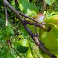 thumbnail image 4 of 20Pcs Branch for Fruit Trees Pressure Tree Puller ABS Easy To Operate Farming Tools Garden Accessories Tree Branch for Fruit Trees, 4 of 7