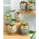 thumbnail image 4 of Paquete de 6 contenedores de plantas de maceta de cactus suculentos de Azul Zulema Contenedor de suculentas, 4 of 8