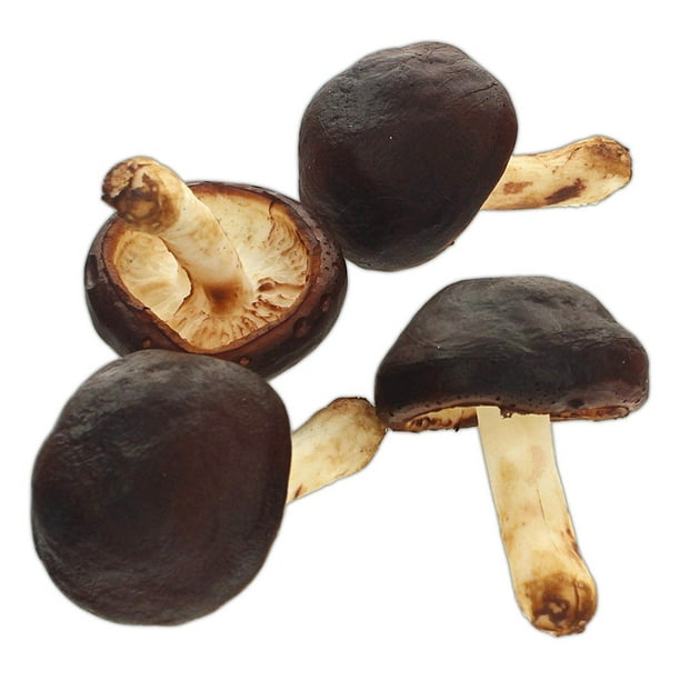 Prop Foam MUSHROOMS, Set of 4, Realistic Look! 2.5" Tall, by Flora