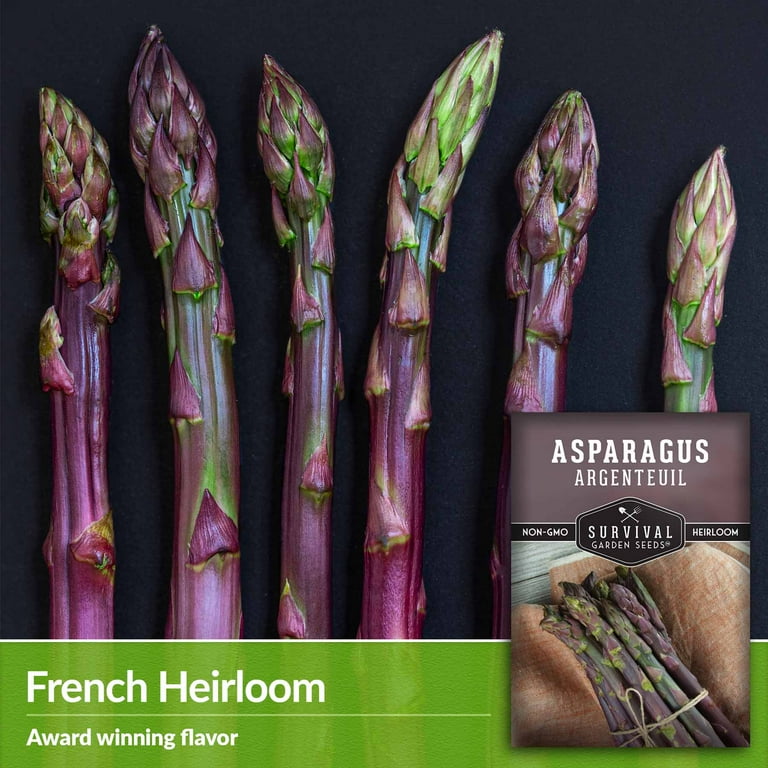 5 Packs Argenteuil Purple Asparagus Seeds - Non-GMO Heirloom 5 Packs Argenteuil Purple Asparagus Seeds - Non-GMO Heirloom