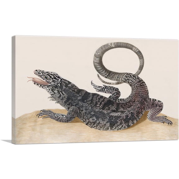ARTCANVAS Golden Tegu Lizard 1700 Canvas Art Print by Maria Sibylla Merian - Size: 18" x 12" (1.50" Deep)