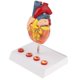 thumbnail image 1 of Modelo de trombo de tamaño natural 1: 1 Bypass Heart Teaching Aid PVC Zulema Estatua del corazón humano, 1 of 8