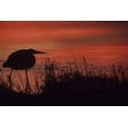 thumbnail image 2 of Williams, Joanne 32x23 Black Ornate Wood Framed with Double Matting Museum Art Print Titled - FL, Tampa Bay Silhouette of great blue heron, 2 of 4