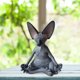 thumbnail image 5 of FLhrweasw Figuritas Gato Estatua Meditación Buda Escultura Jardín Del (negro), 5 of 8