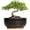2-Black, variant on Ordivic 8 Inch Black Ceramic Succulent Planter with Drainage Hole and Bamboo Saucer – Round Shallow Bonsai Pot for Indoor Plants, Modern Home Decor