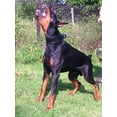 thumbnail image 5 of The "Style" Black Leather Dog Collar for Large Dog Breeds, 5 of 7