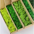 thumbnail image 2 of Paquete de 60/300 g de musgo de reno verde conservado, kit de bricolaje, decoración de pared para jardinería, floristería, musgo inmortal, decoración del hogar, regalo hecho a mano, 2 of 5