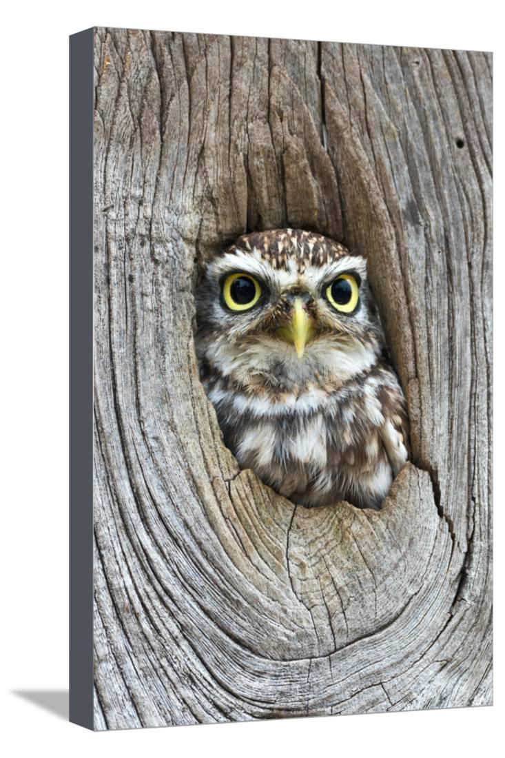 Head Shot Of Little Owl Looking Through Knot Hole Taken At Barn
