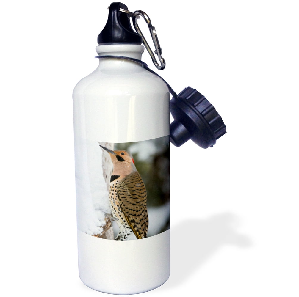 3dRose Northern Flicker male in winter, Marion, Illinois, USA., Sports Water Bottle, 21oz by Supplier Generic