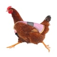 thumbnail image 3 of Sillas de montar para pollos Delantales para aves con bandas elásticas Protectores para pollitos kaili Sencillez, 3 of 5