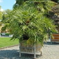 thumbnail image 4 of Brighter Blooms - European Fan Palm Tree, 7 gal - No Shipping to AK, AZ, CA, HI, TX, 4 of 4