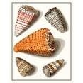 thumbnail image 3 of Vision Studio 12x14 Black Modern Framed Museum Art Print Titled - Collected Shells IX, 3 of 5