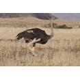 thumbnail image 2 of Young, Bill 14x11 White Modern Wood Framed Museum Art Print Titled - Ostrich, Namib Naukluft NP, Namib Desert, Namibia, 2 of 4