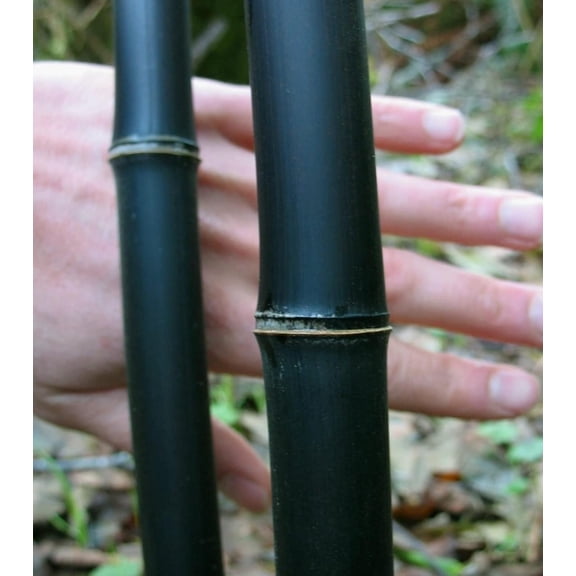 1,000  Fresh Black Bamboo Seeds for Planting | Great for Privacy, Fast Growing