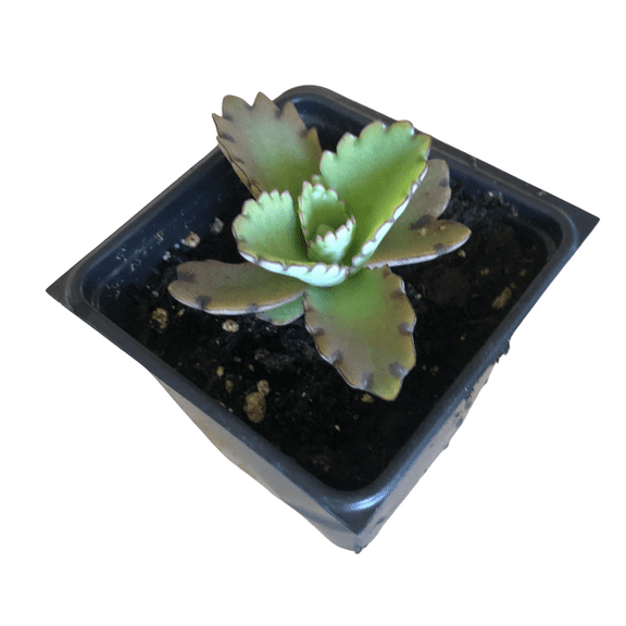 Mother of Millions (Kalanchoe laetvirens) Organic Plant in 2.5-inch Pot | Amazing Succulent, Easy-to-Grow by Smoke Camp Crafts