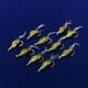 thumbnail image 1 of Señuelos de Pesca, 10 Unids Camarón Simulacia Suave Camarón Señuelo Cebo Gancho Tackle Bass Señuelos de Pesca para Diy Bass Fishing Tackle, 1 of 7