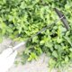 thumbnail image 3 of 28x10cm Gardening Tools Hollow Hoe Garden Weeding Tool, 3 of 5