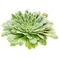 thumbnail image 3 of Aeonium Emerald Ice (4"+ Clay Pot) - Tiny, Lovely, and Easy to Care Rosette Succulent - Live Rosette Succulents, 3 of 6