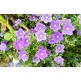 thumbnail image 2 of 250 PURPLE Robe CUP FLOWER Nierembergia Hippomanica Caerulea Seeds, 2 of 4