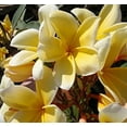thumbnail image 3 of Yellow Plumeria Plant Cutting, 10"-12" Unrooted, No Bloom, Live Plants, 1 Count, Full Sun, 3 of 6