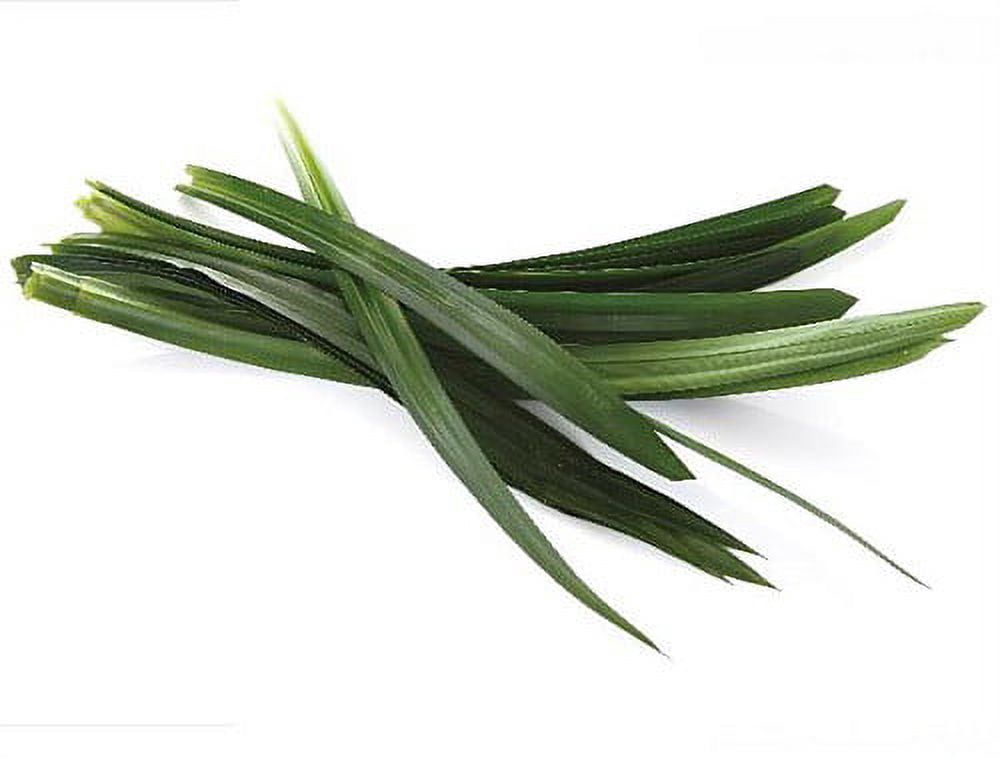Pandan Spice Plant - Amaryllifolius pandanus - Indoors/Out-Live Plant 2.5" Pot