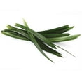 thumbnail image 2 of Pandan Spice Plant - Amaryllifolius pandanus - Indoors/Out-Live Plant 2.5" Pot, 2 of 4