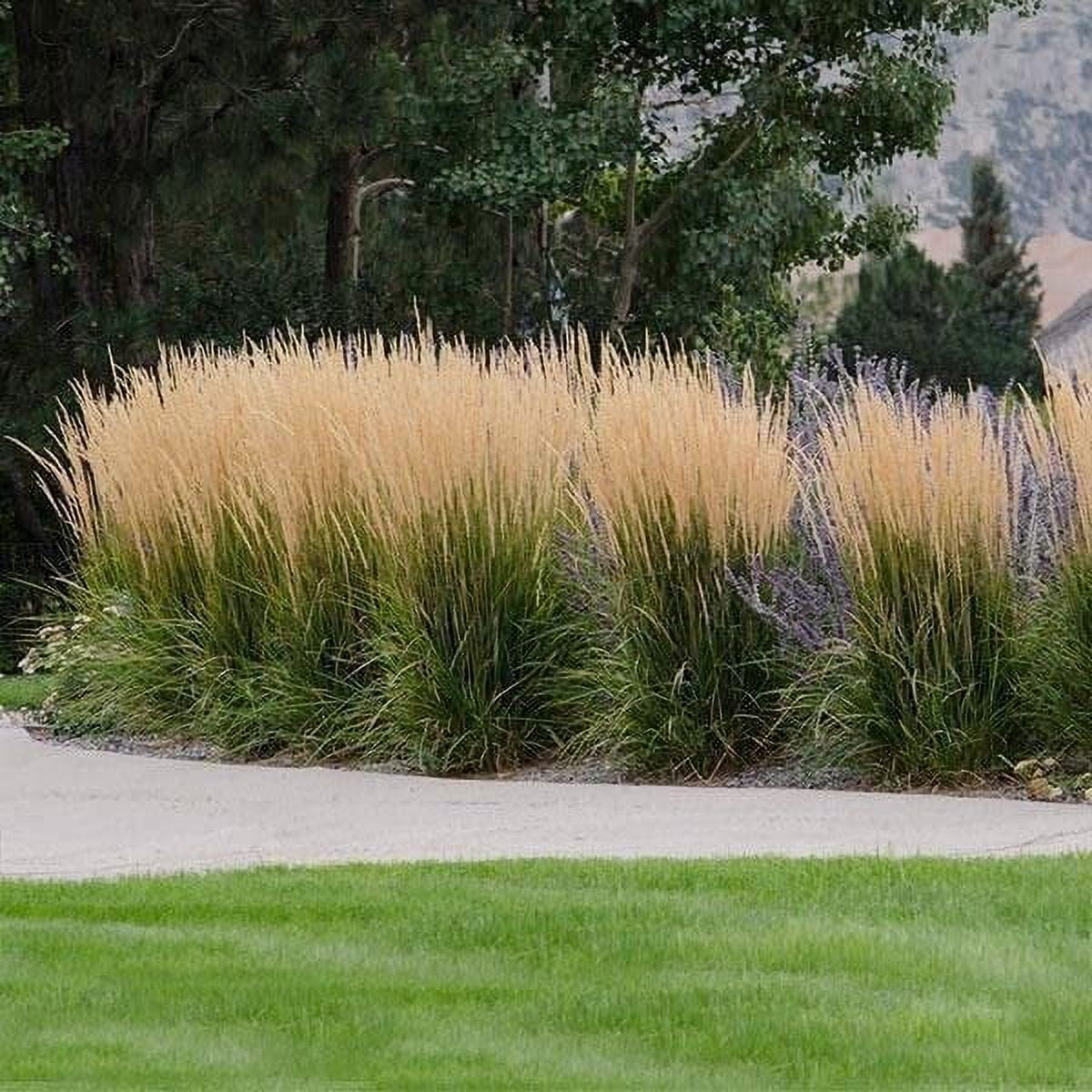 Feather Reed Grass Karl Foerster  3 Live Plants  Calamagrostis X Acutiflora  Drought Tolerant Cold Hardy Low Maintenance Ornamental Grass
