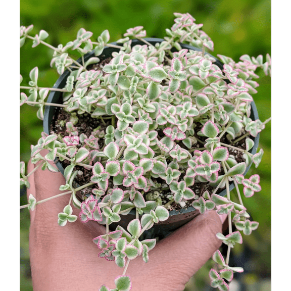 Sedum 'Little Missy' Succulent Plant 2 Inch for Indoor Outdoor Home Office Garden Decor